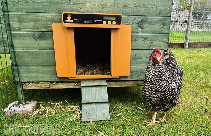 a chicken next to the chickcozy auto door