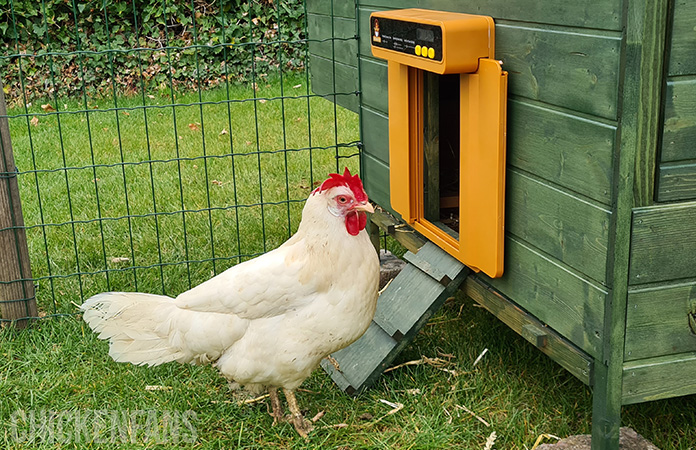 a chicken standing next to the chickcozy automatic coop door