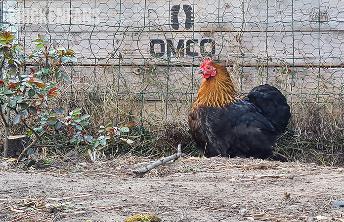 a cochin bantam chicken