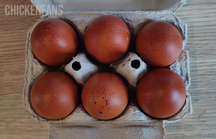 dark brown marans eggs in an egg carton