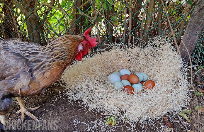 a chicken looking at a nest full of chicken eggs