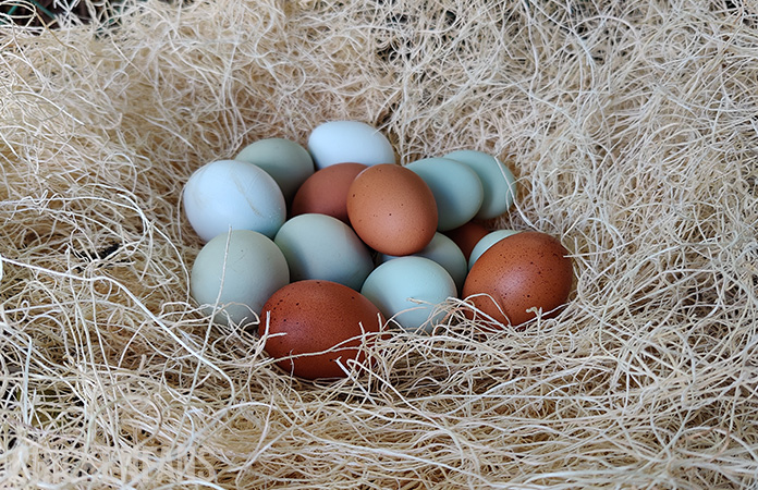 a nesting box filled with chicken eggs