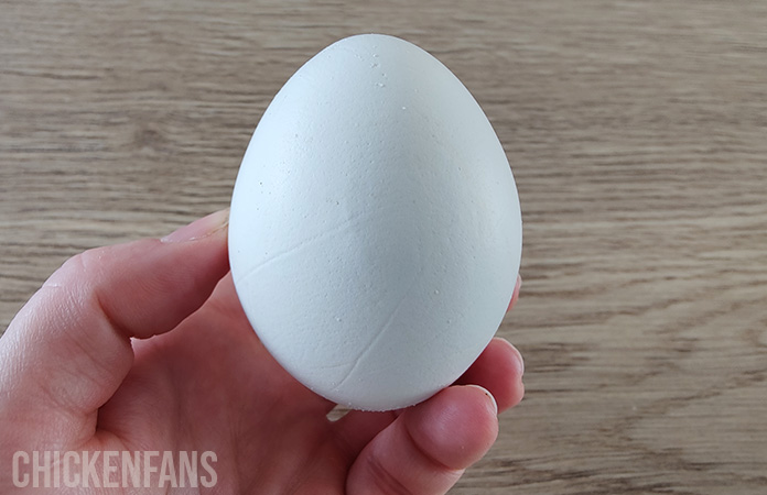 a white fresh chicken egg