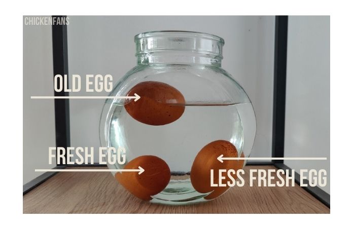 the egg float test, to see which egg is the oldest.