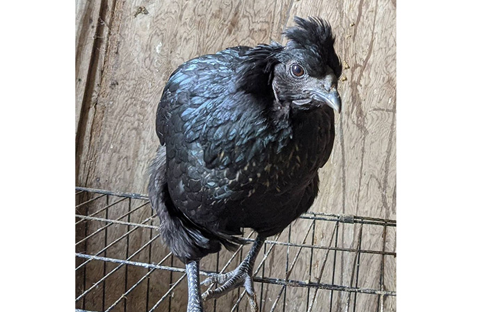 a fibro easter egger breed