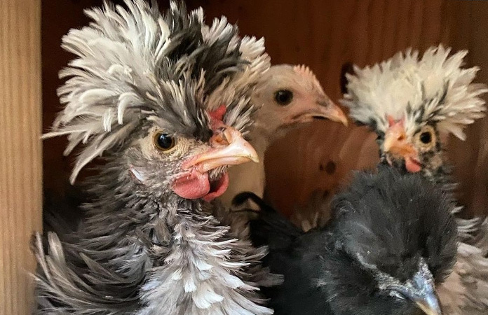 a frizzle chicken with afros