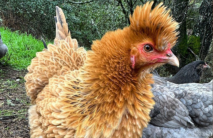 a frizzle chicken
