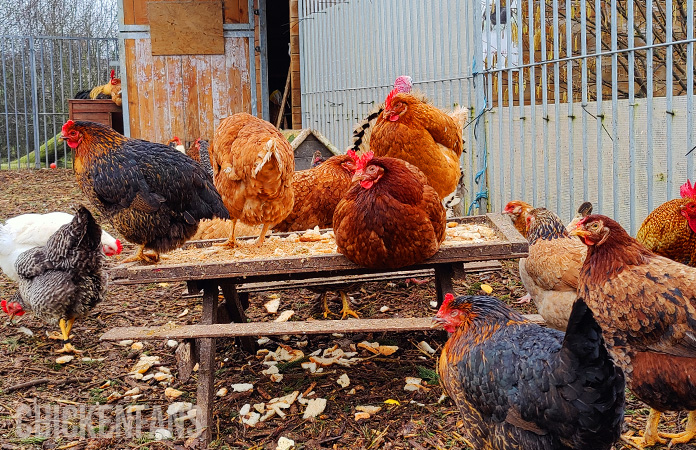 a group of chickens, all different ages