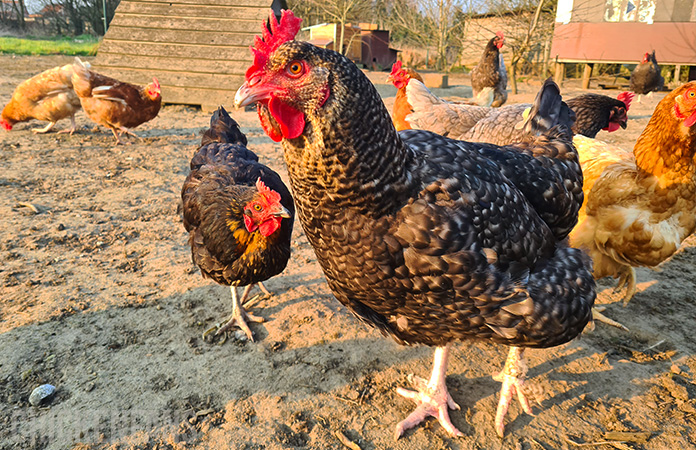 a group of chickens