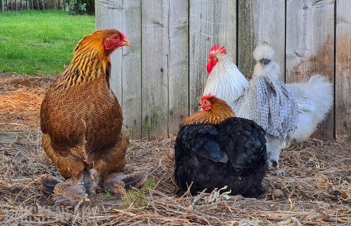 a group of four chickens