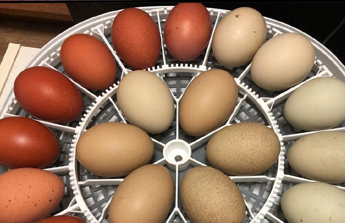 Hatching Chicken Eggs: Day by Day Guide