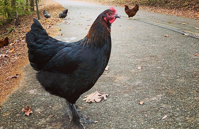 a midnight majesty marans chicken