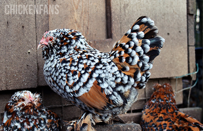 a millefleur d'uccle chicken