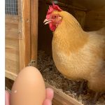 an orpington with her first egg