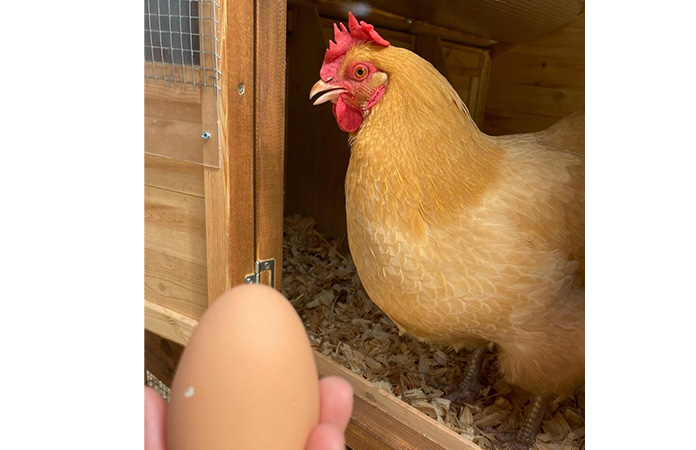 an orpington hen with its egg