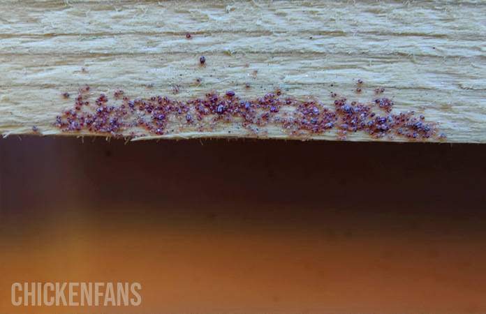 red mites in a chicken coop