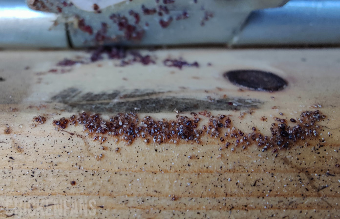 red mites in a wooden chicken coop