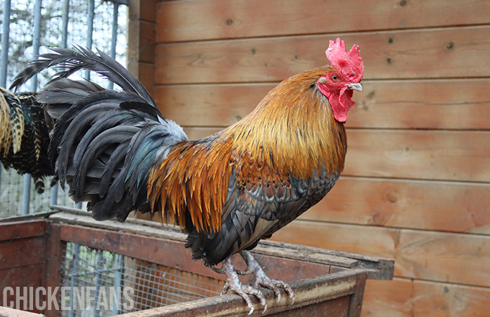 a rooster protecting his flock