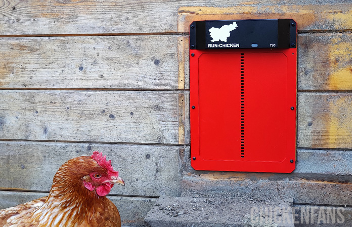 a chicken standing close to the run chicken coop door, the overall winner of our best chicken coop doors list