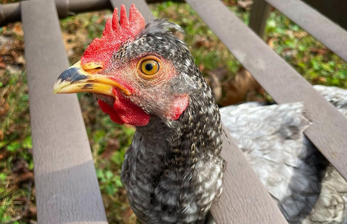 the crest on a sapphire olive egger chicken