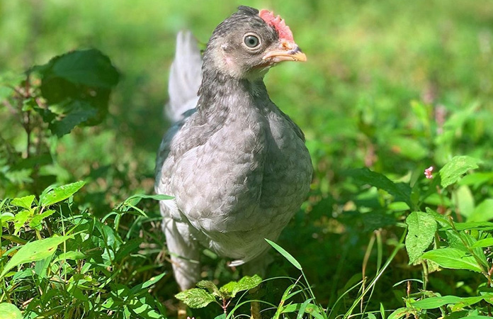 a young sapphire olive egger