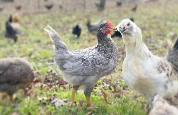 a sapphire olive egger rooster