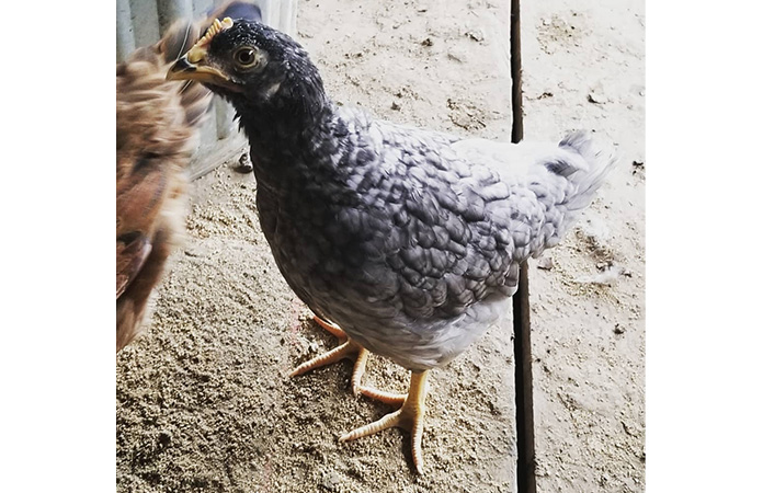 a sapphire olive egger pullet