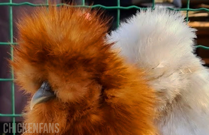 two silkie chickens