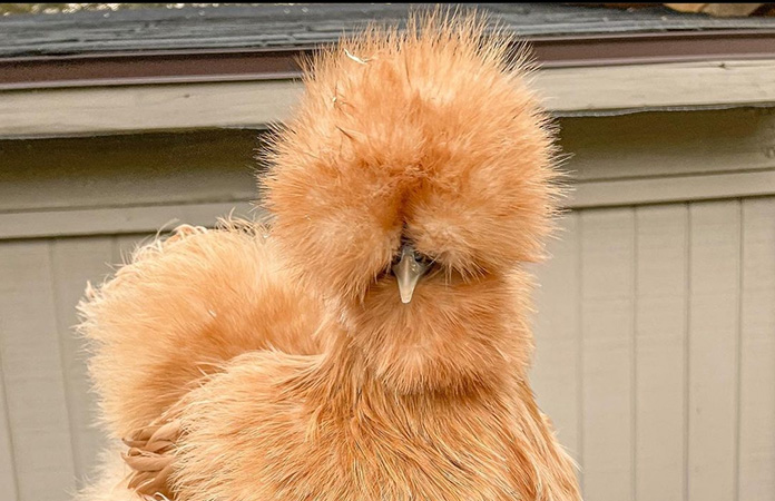 a buff silkie chicken