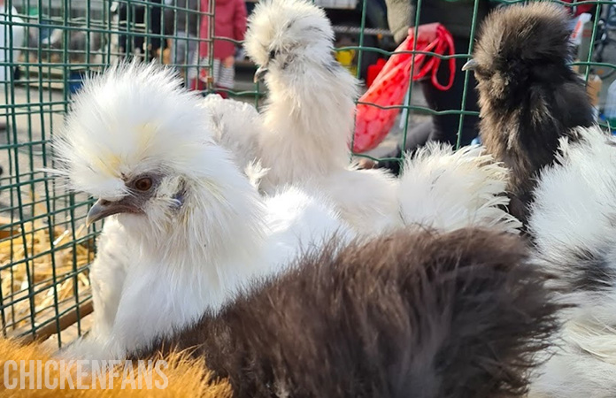 Black and white silkie chickens