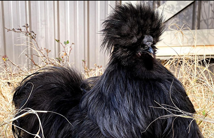 black silkie rooster
