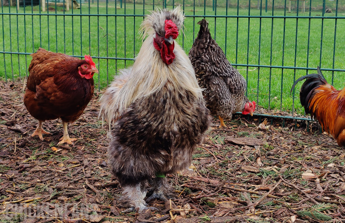 a silkie rooster
