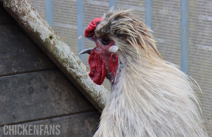 a silkie rooster