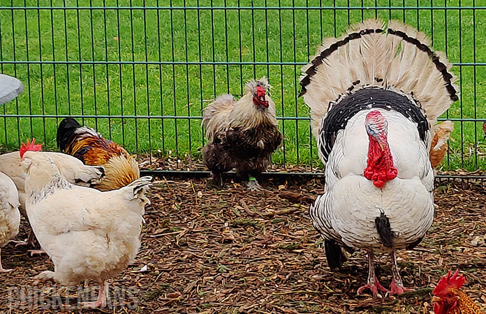 a turkey next to a silkie rooster