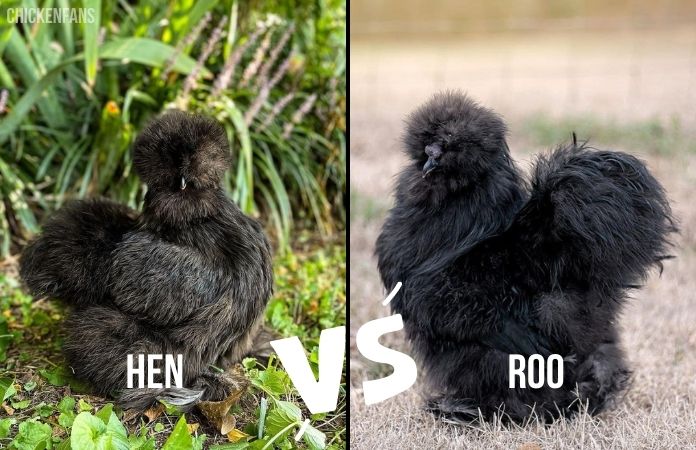 silkie rooster vs hen 