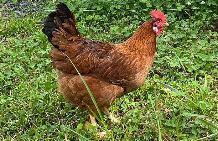 a starlight green egger chicken