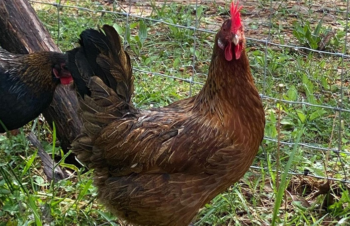 a starlight green egger chicken