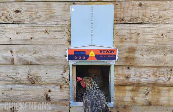 Automatic Chicken Coop Door (Pros and Cons) - Whole Made Living