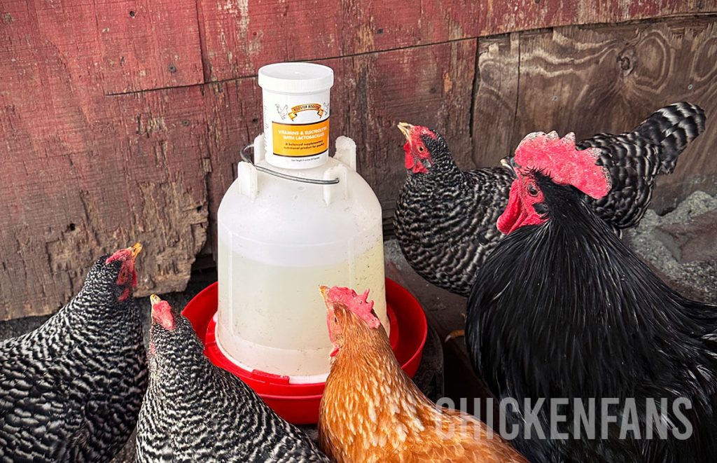 chickens driking from a waterer that contains a mixture of rooster booster vitamins & electrolytes with lacto bacilllus; the waterer turned yellow