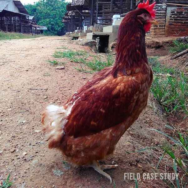 a chicken stands upright like a penguin