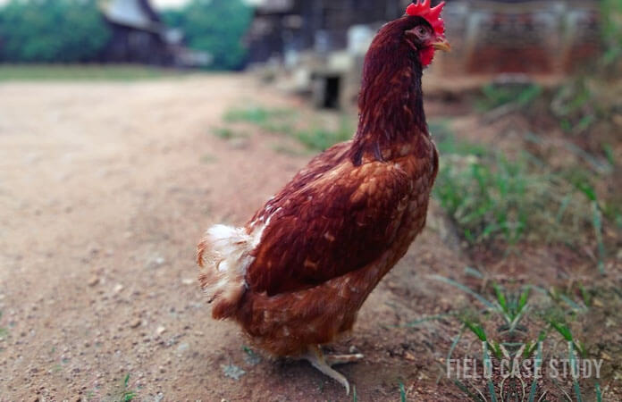 brown hen with egg yolk peritonitis sitting in penguin style on the ground