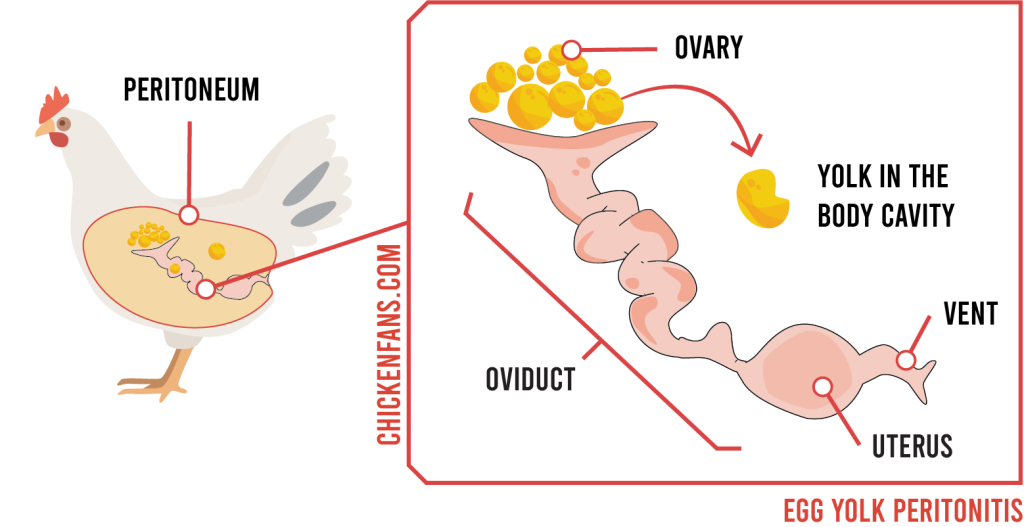 infographic of egg yolk peritonitis that shows the location of the peritoneum, the ovary, the oviduct and how the egg yolk is sitting outside of the oviduct in the body cavity