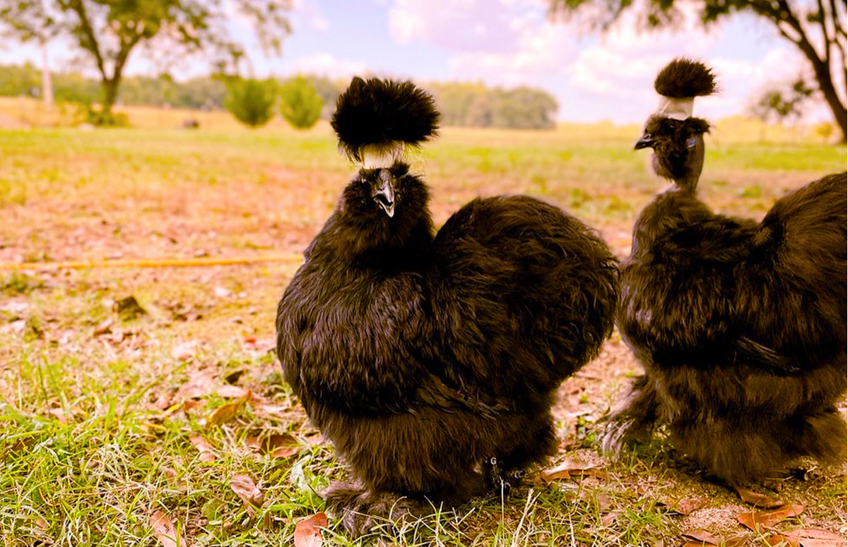 Funny Chicken Breeds