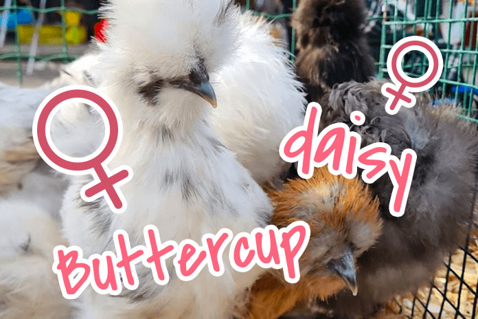 100+ Girl Chicken Names