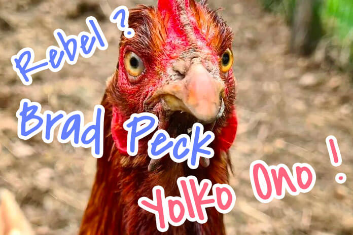 100+ Funny Chicken Names (Puns, Celebs, Cartoons, Traits, Athletes, ..)