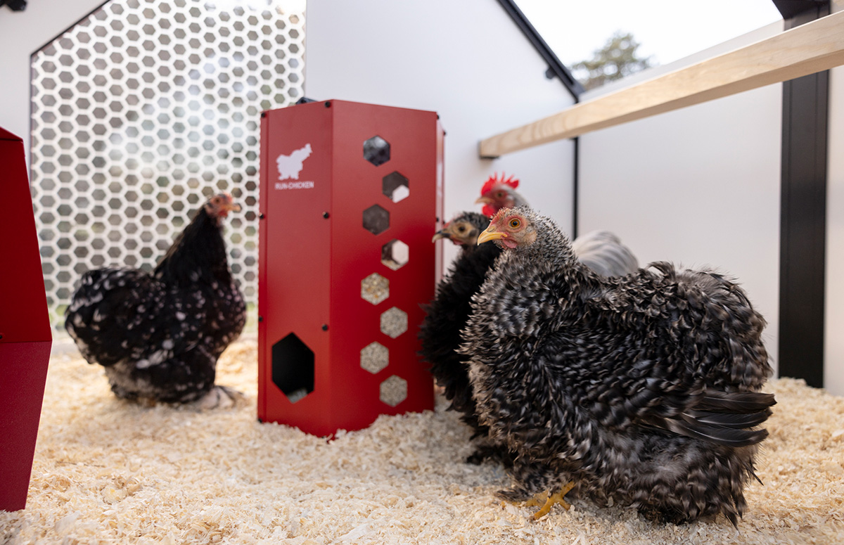 Best Plastic Chicken Coops (2024) Chicken Fans