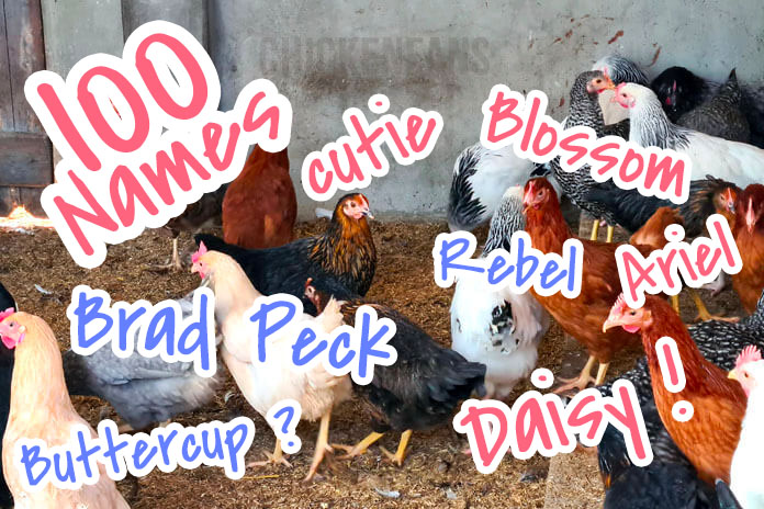Top 100 Chicken Names (+ Name Generator)