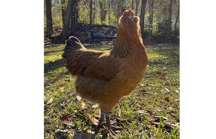 an ameraucana hen