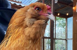 The Unbelievable Breakthrough Behind Ameraucana Chicken Flavor!