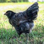 an americana chicken, also known as an easter egger